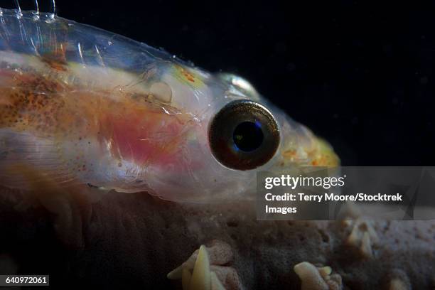 close-up of a whip coral goby, beqa lagoon, fiji. - trimma okinawae stock pictures, royalty-free photos & images
