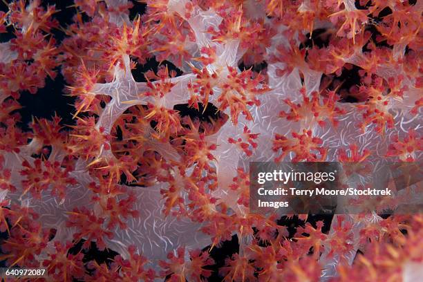 red tree coral (dendronephthya) on a fijian reef. - spicule stock pictures, royalty-free photos & images