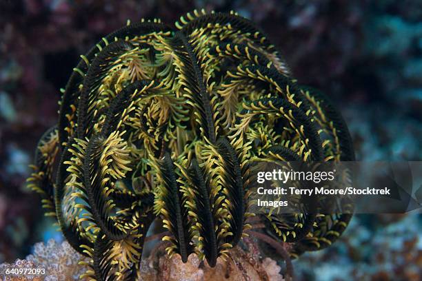 yellow criniod feather star balled up on the reefs edge in fiji. - comasteridae imagens e fotografias de stock