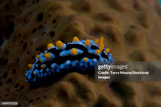 Phyllidia 157 Phyllidia Sea Slug Stock Photos, High-Res Pictures, and Images ...