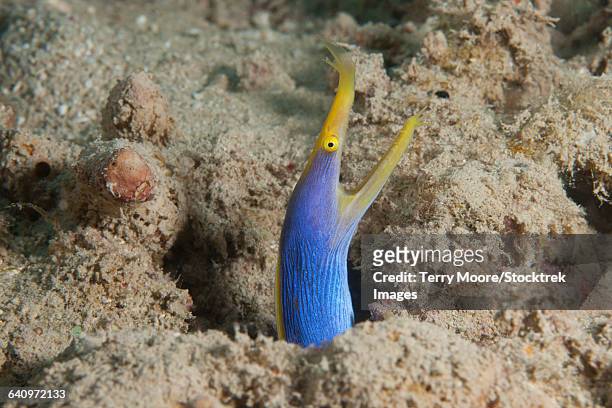 blue ribbon eel with mouth wide open on a fijian reef. - ribbon reef stock pictures, royalty-free photos & images