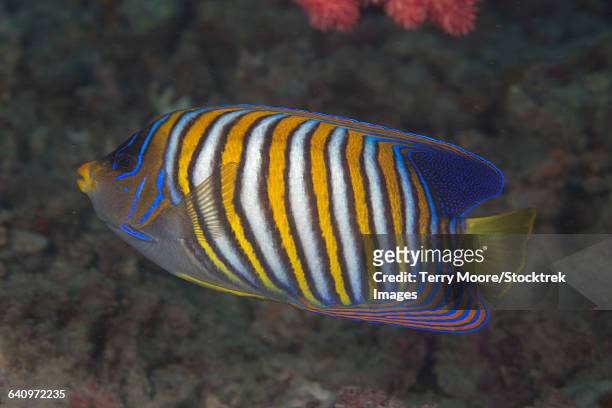 regal angelfish (pygoplites diacanthus), fiji. - royal angelfish stock pictures, royalty-free photos & images