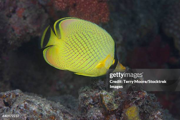 25点のアミチョウチョウウオのストックフォト Getty Images 25点のアミチョウチョウウオのストックフォト Getty Images