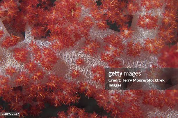 red tree coral (dendronephthya) on a fijian reef. - spicule stock pictures, royalty-free photos & images