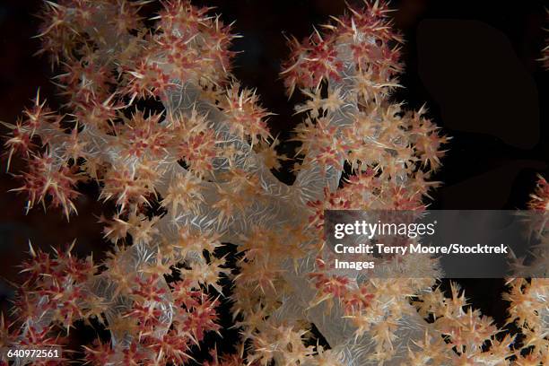 close-up of tree coral on a fijian reef. - spicule stock pictures, royalty-free photos & images