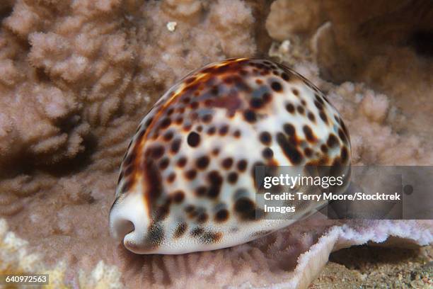 Fiji Shell Photos and Premium High Res Pictures - Getty Images