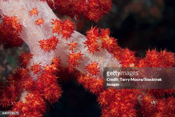 red tree coral on a fijian reef. - spicule stock pictures, royalty-free photos & images
