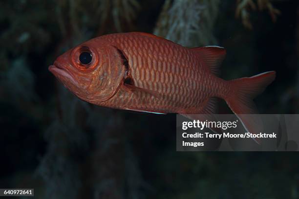 a bigscale soldierfish (myripristis berndti), beqa lagoon, fiji.  - bigscale soldierfish stock pictures, royalty-free photos & images