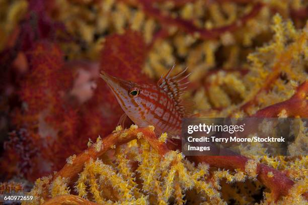 longnose hawkfish on soft coral, fiji. - carmine persico foto e immagini stock