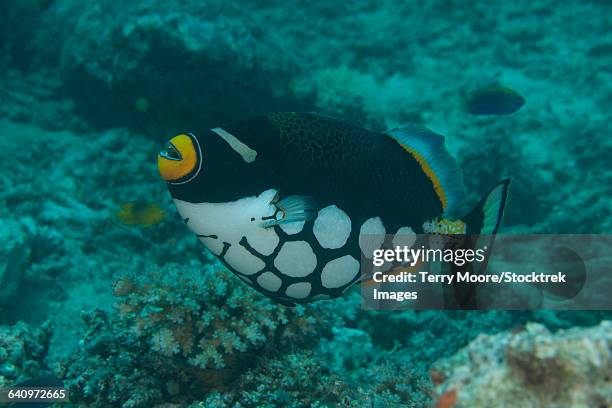 clown triggerfish (balistoides conspicillum) swimming at beqa lagoon, fiji. - clown triggerfish stock pictures, royalty-free photos & images