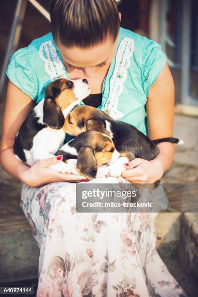 girl with beagle puppies - entlebucher sennenhund stock pictures, royalty-free photos & images