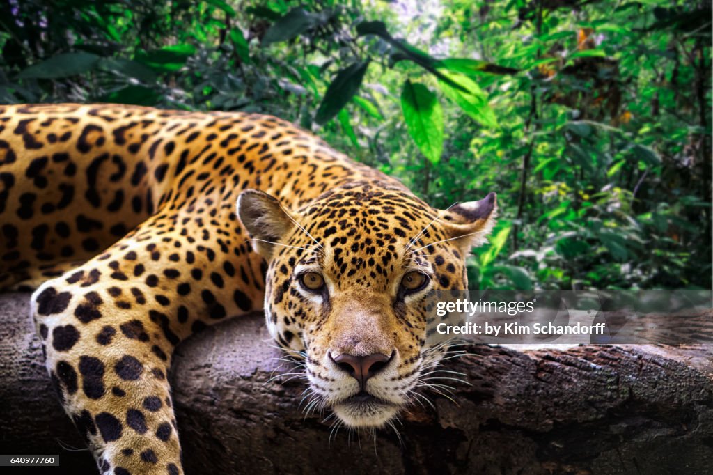 Jaguar resting in the jungle