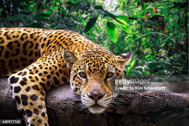 jaguar resting in the jungle - jaguar grande gato - fotografias e filmes do acervo