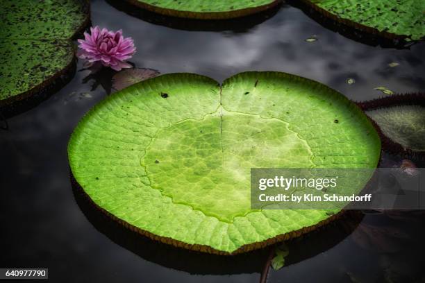 the amazon loves you - nénuphar photos et images de collection