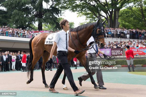 Horse Makahiki being led around the paddock during Race 10 Tokyo Yushun Japanese Derby at Tokyo Racecourse on May 29, 2016 in Tokyo, Japan.