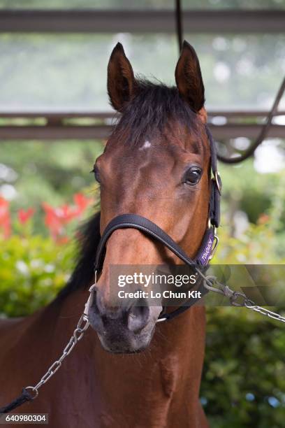 Makahiki taking a rest at the stable after winning the Tokyo Yushun Japanese Derby at Tokyo Racecourse on May 29, 2016 in Tokyo, Japan. Tokyo Yushun...