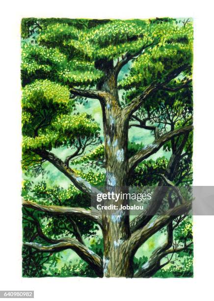 stately tree - tree canopy stock illustrations