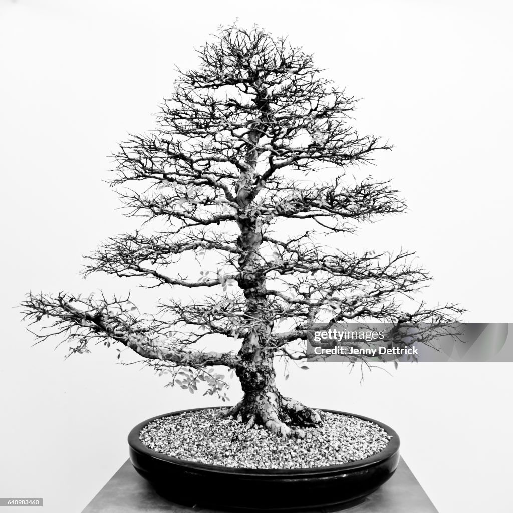 Bonsai in winter