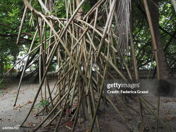 Prop Roots Photos and Premium High Res Pictures - Getty Images