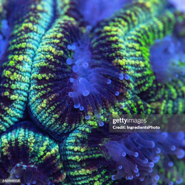 Closeup of a green Favia coral with extended polyps.