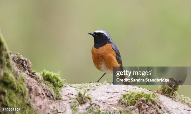 a beautiful male redstart (phoenicurus phoenicurus). - redstart stock pictures, royalty-free photos & images