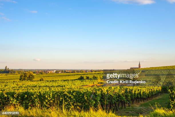 farmland with rows of vines in alsace, france - alsazia foto e immagini stock