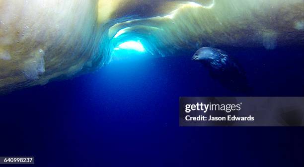 the underside surface of the sea ice is covered in a thin layer of algae. - antarctica underwater stock pictures, royalty-free photos & images