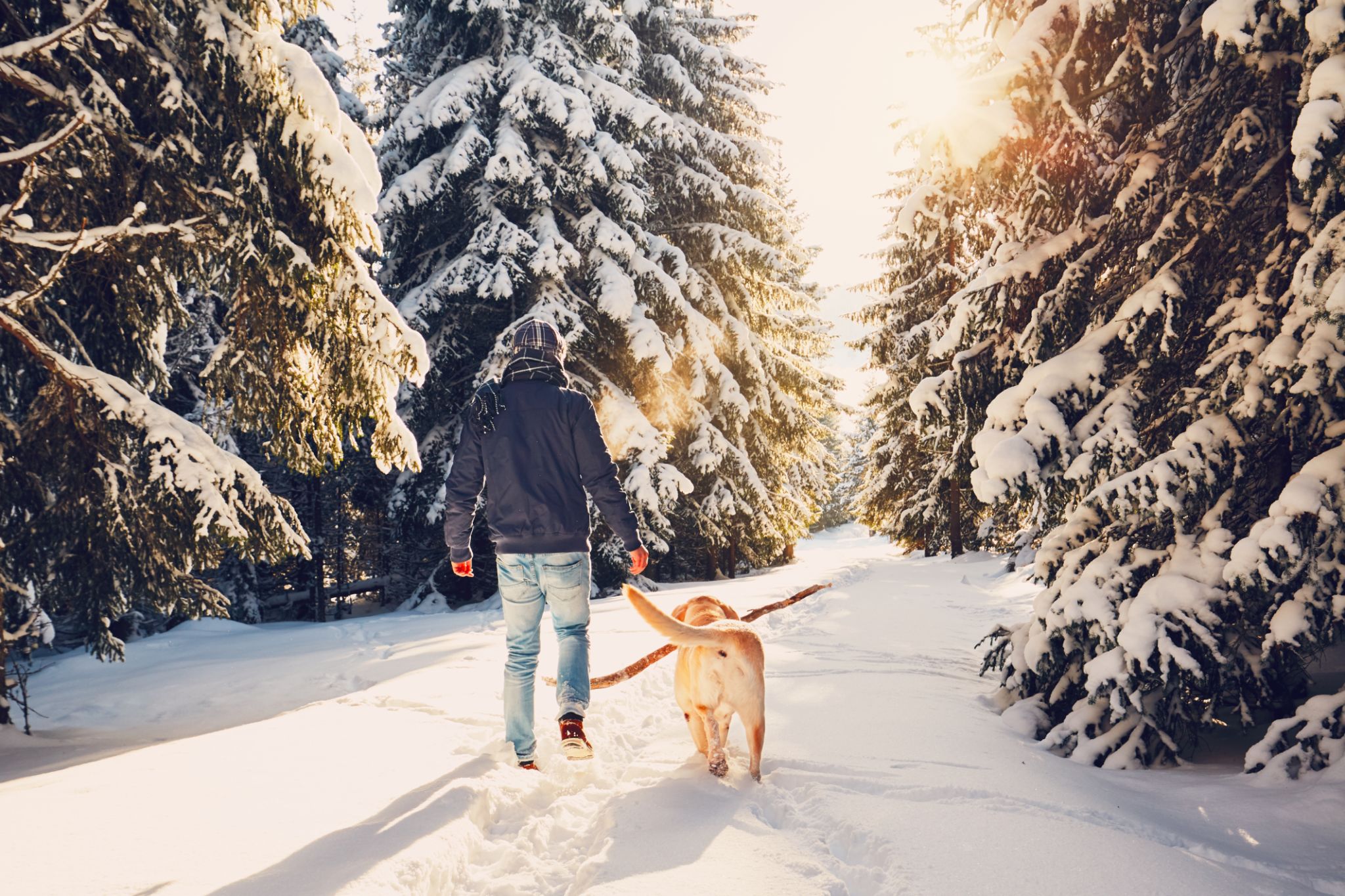 dog winter walk