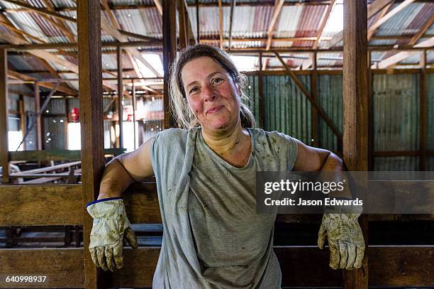 a farmer rests in a shearing shed after a hard day working sheep. - farmer portrait stock-fotos und bilder