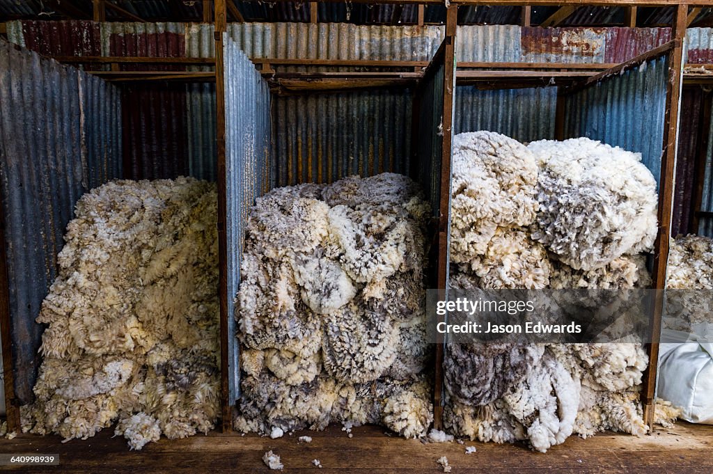 Sheep wool sorted into quality grades in a shearing shed.