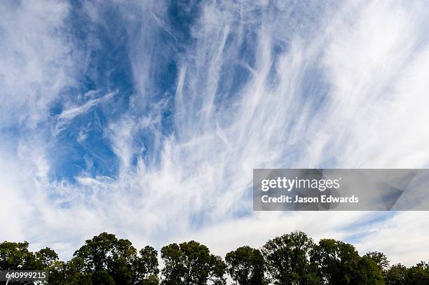 the winds whips clouds into streamers above a eucalyptus canopy. - tree canopy pattern fotografías e imágenes de stock