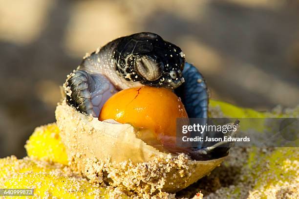 a dead vulnerable green turtle hatchling in its egg with yolk. - turtle egg stock pictures, royalty-free photos & images