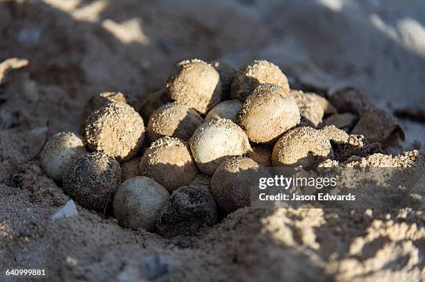 a clutch of vulnerable green turtle eggs exposed on the beach. - turtle egg stock pictures, royalty-free photos & images