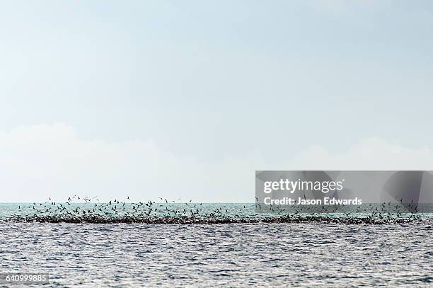 a flock of black noddy terns feeding on a bait ball on the ocean surface. - noddy tern bird stock pictures, royalty-free photos & images