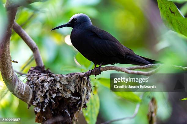 a black noddy tern standing on the edge of its leaf nest. - noddy tern bird stock pictures, royalty-free photos & images