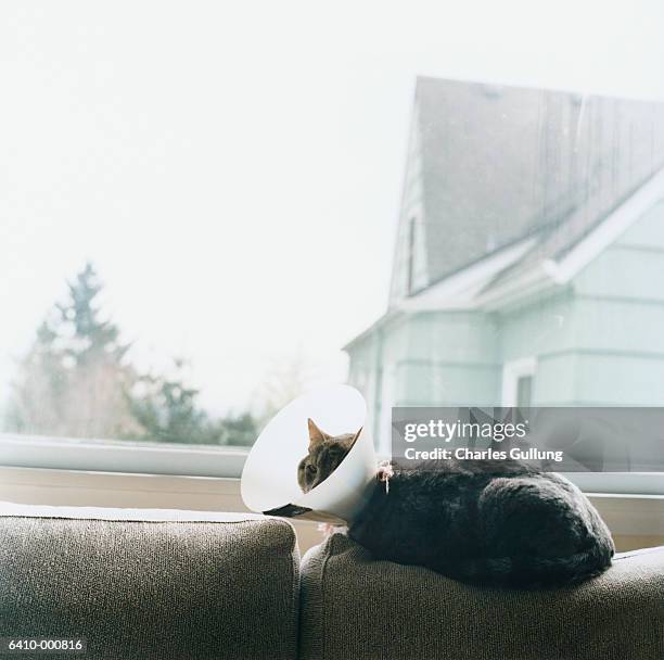 cat wearing medical collar - hondenkraag stockfoto's en -beelden