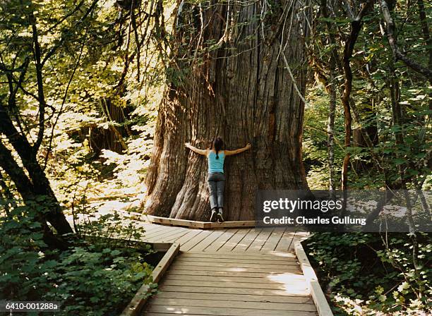 woman hugging tree trunk - big hug stock pictures, royalty-free photos & images