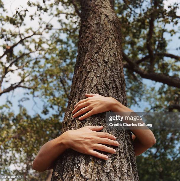 arms hugging tree - environmental protest stock-fotos und bilder