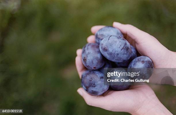 hands holding plums - pflaume stock-fotos und bilder