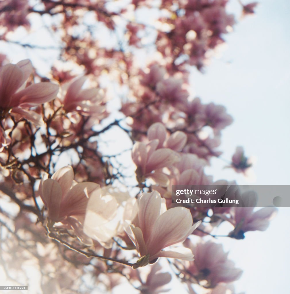 Cherry Blossoms