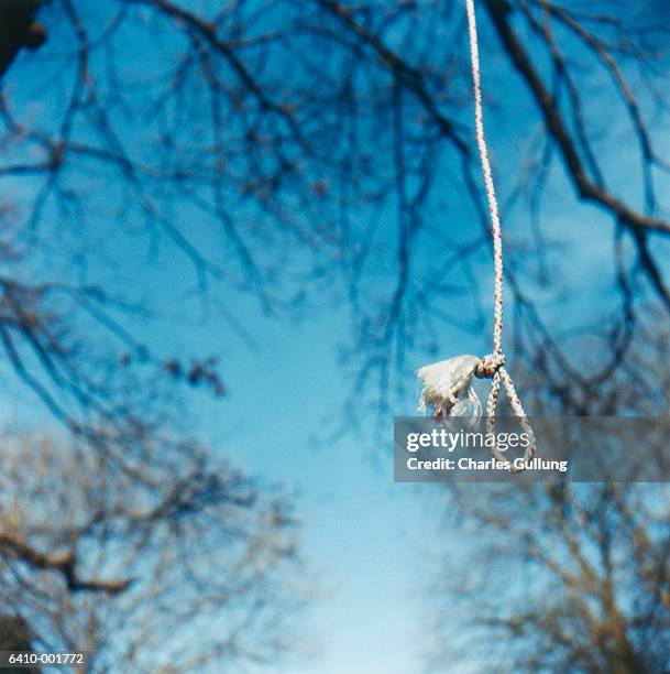 rope noose hanging from tree - noeud coulant photos et images de collection