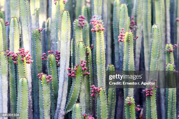 cardón (euphorbia canariensis, canary island spurge) - cardon stock-fotos und bilder