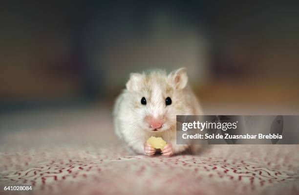 white and brown hamster eating cheese and looking at the camera - hamster stock-fotos und bilder