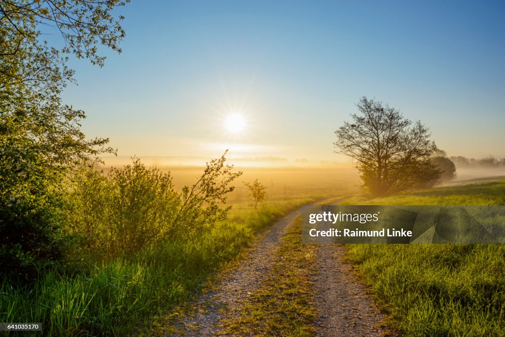 Country lane with sun and morning mist, Muhr am See, Weissenburg-Gunzenhausen, Bavaria, Germany