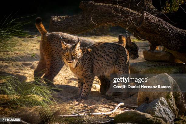 two iberian lynx body. lynx pardinus - lince ibérico imagens e fotografias de stock