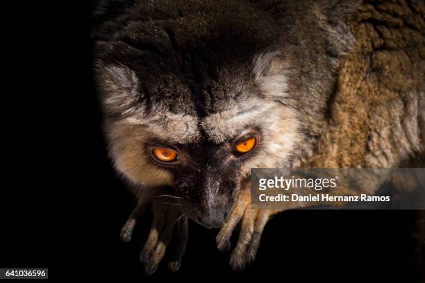 white-headed lemur eulemur albifrons eyes close up with black background - cebus albifrons stock pictures, royalty-free photos & images