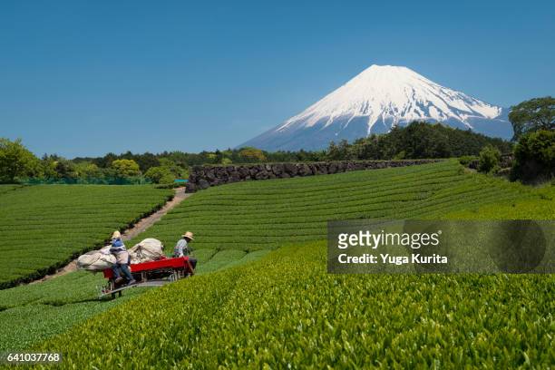 farmers cropping green tea with mt. fuji in the background on a sunny day - prefettura di shizuoka foto e immagini stock