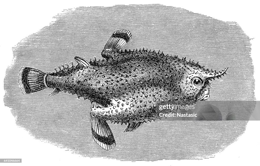 Brazilian batfish or Seadevil (Ogcocephalus vespertilio)