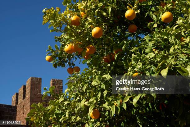 walls and battlements of the castle with orange tree - silves portugal stock pictures, royalty-free photos & images