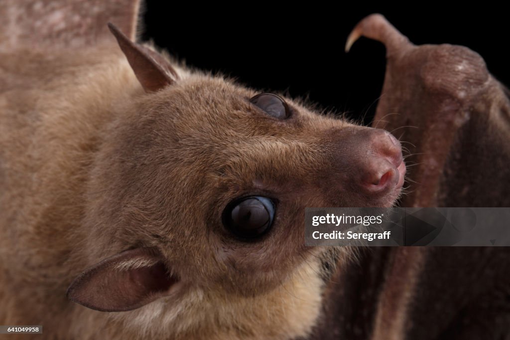 Egyptian fruit bat or rousette, black background